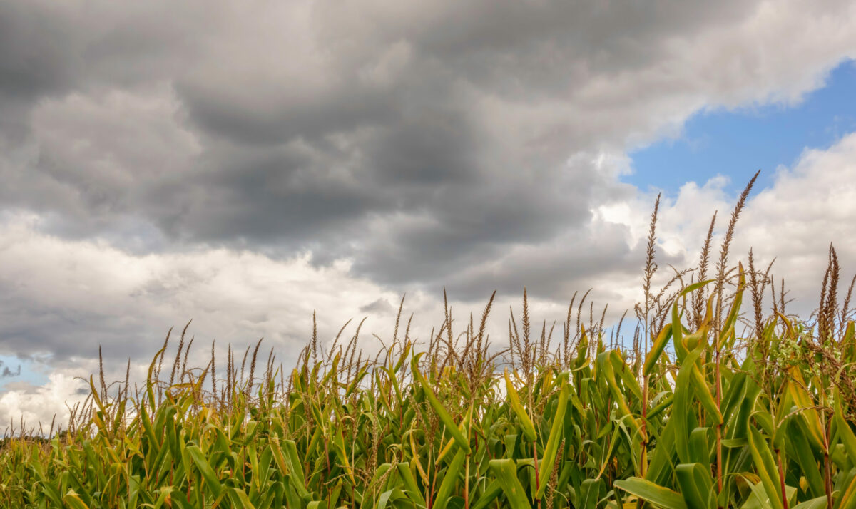 Wisconsin Corn Foundation introduces inaugural scholarship