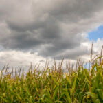 Rain,Clouds,Above,A,Field,Of,Tall,Corn,(maize),In