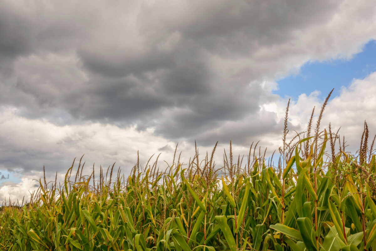 Wisconsin Corn Yields Fall - Mid-West Farm Report