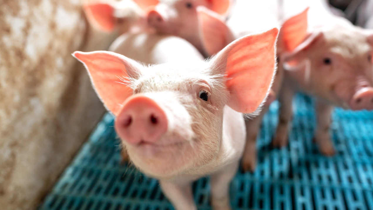 Hogs & Pigs Report – ‘A Mixed Bag’