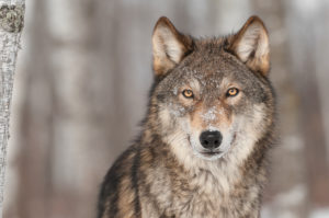 Wisconsin Wolf Population Falls