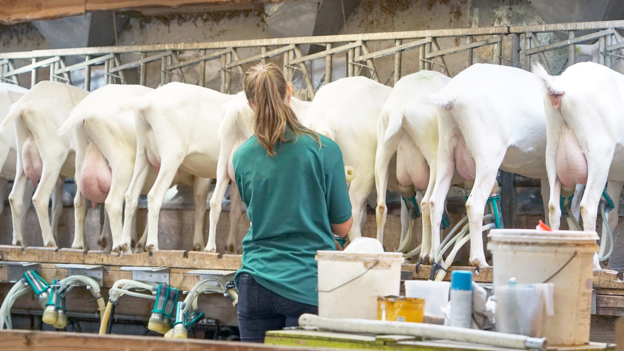 Goats help put the “dairy” in “America’s Dairyland”