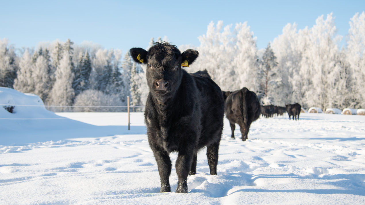 Cold Weather Causes Slower Runs at Cattle Markets