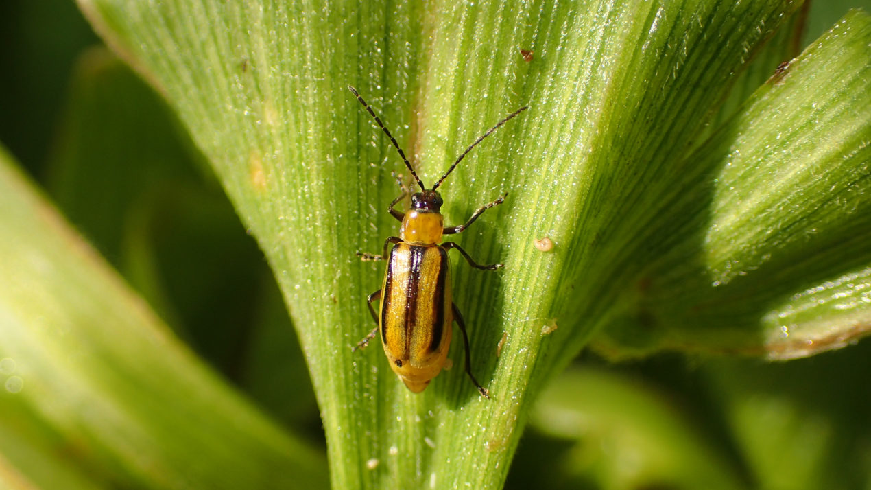 Battling Corn Rootworm in Wisconsin