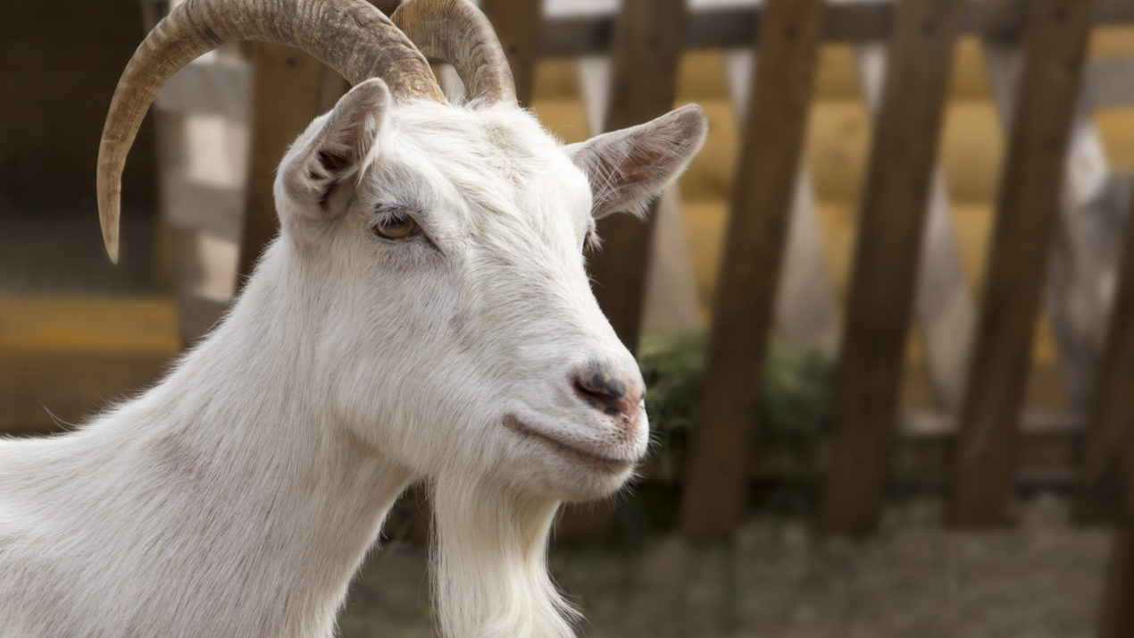 Wisconsin Continues to Lead Nation in Milking Goats