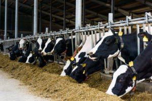 More Details On Dairy Commission