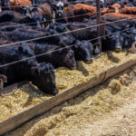 Cattle Prices Remain Steady