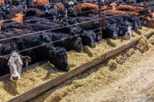 Cattle Survey Coming in July