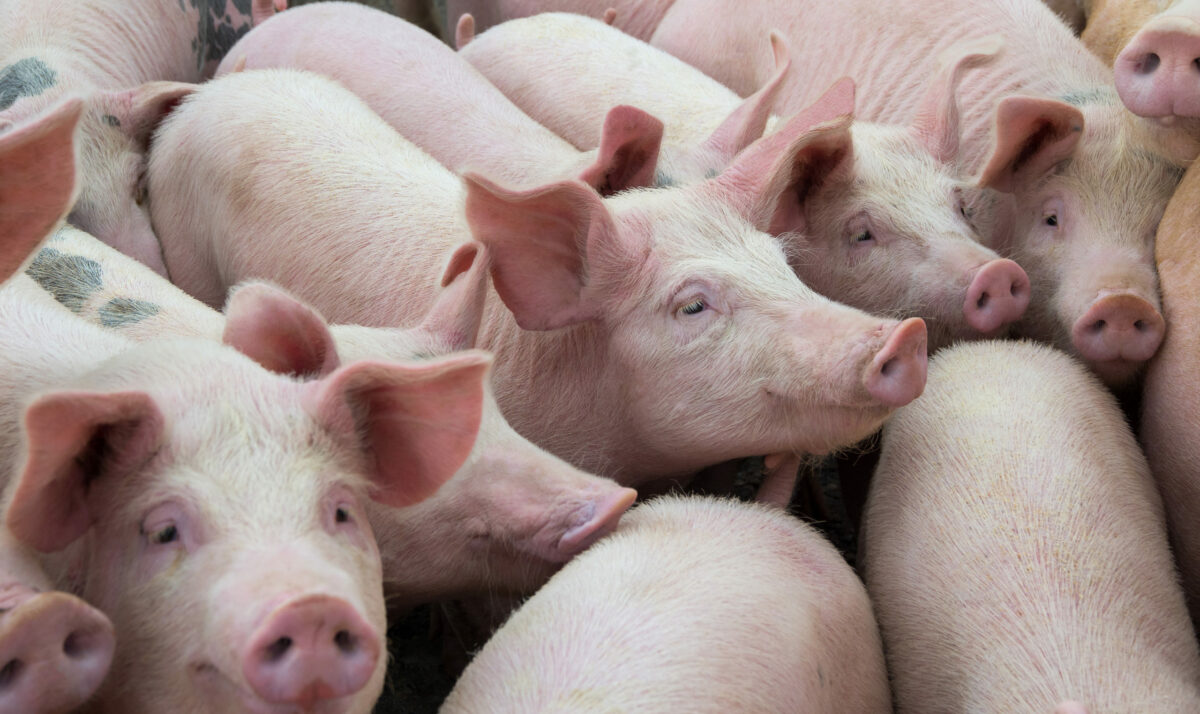 Quarterly Hogs and Pigs Breeding Herd Increased