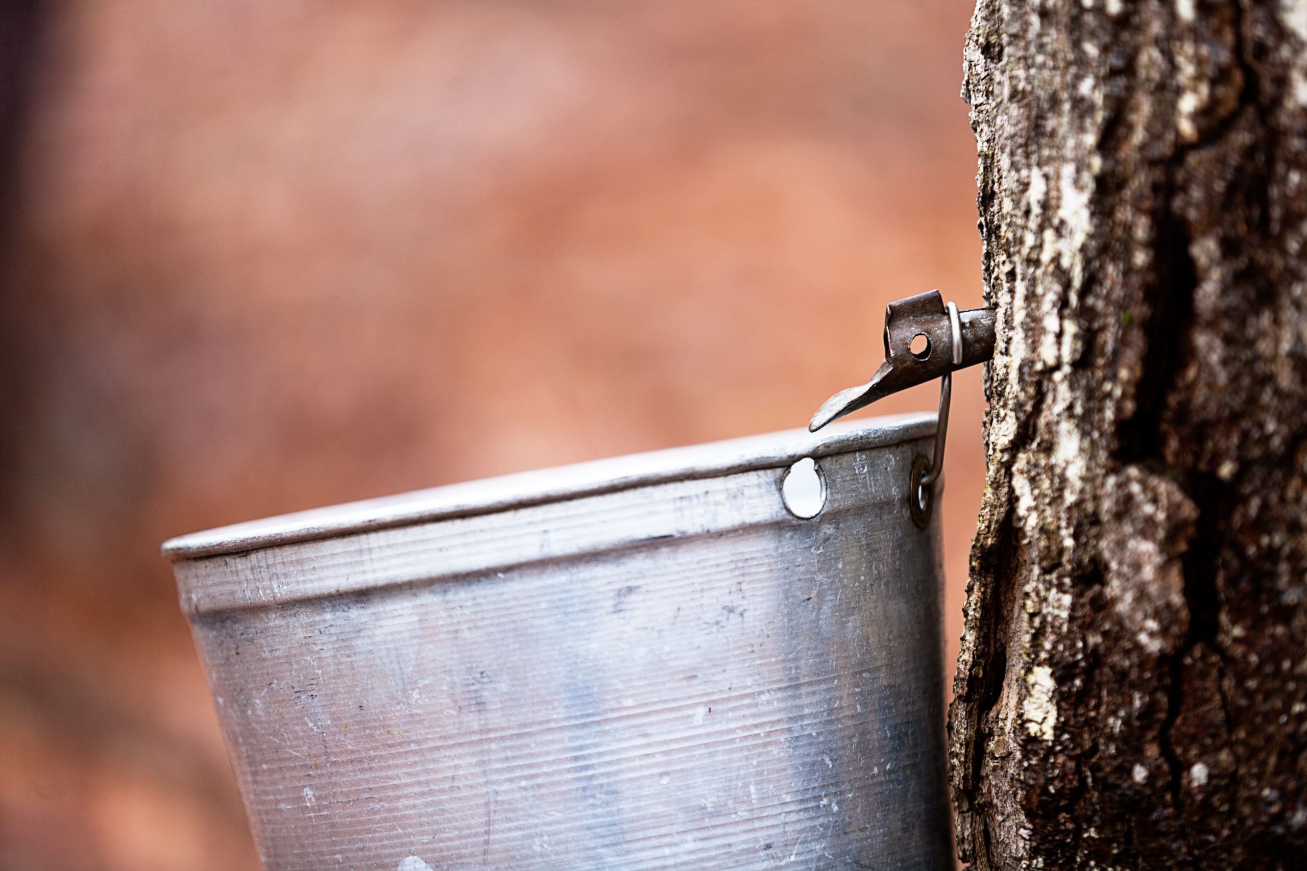 tapping-trees-for-maple-syrup-means-spring-is-near-mid-west-farm-report