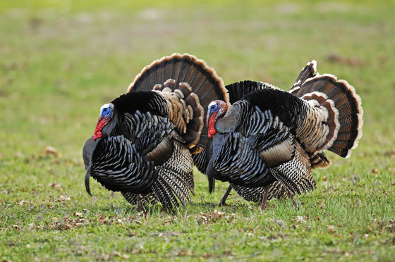 Turkey Hunting? Bring A Friend