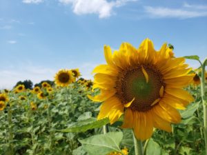 Sunflowers – More Than Just A Backdrop