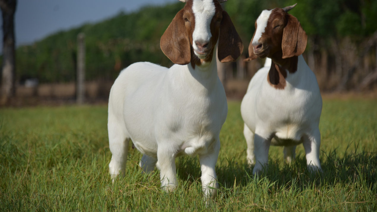 Goat Meat Rising in Popularity