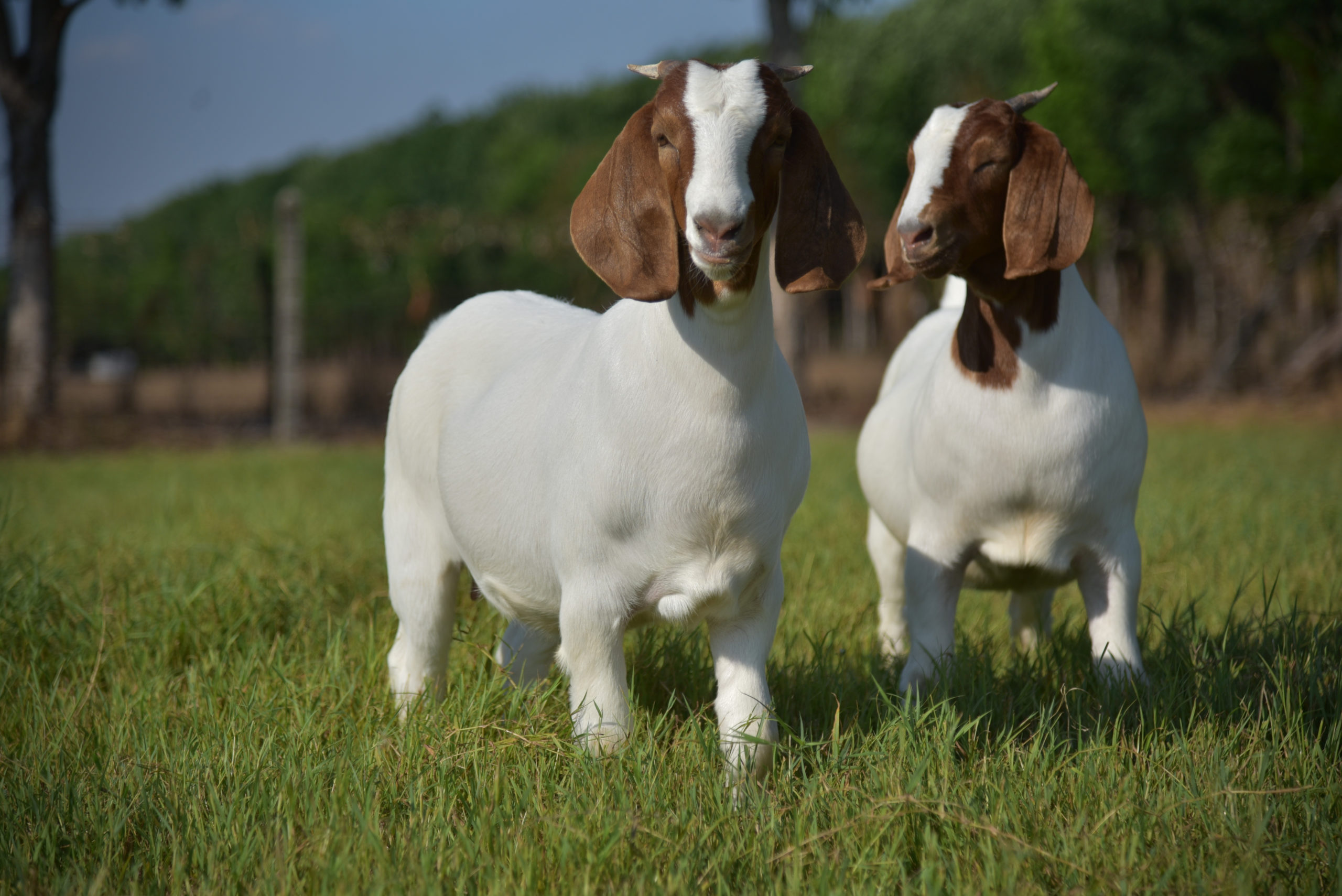 Wisconsin Meat Goat Association Eager to Serve Members - The Farm