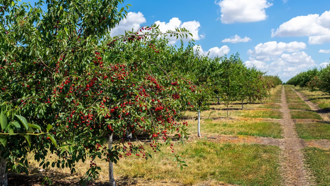 Fewer Acres – Better Production