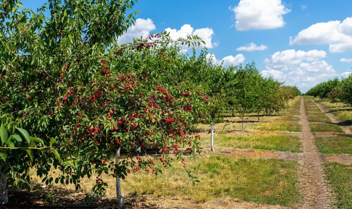 Wisconsin Cherry Acres Increase