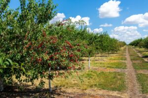 Wisconsin Cherry Acres Increase