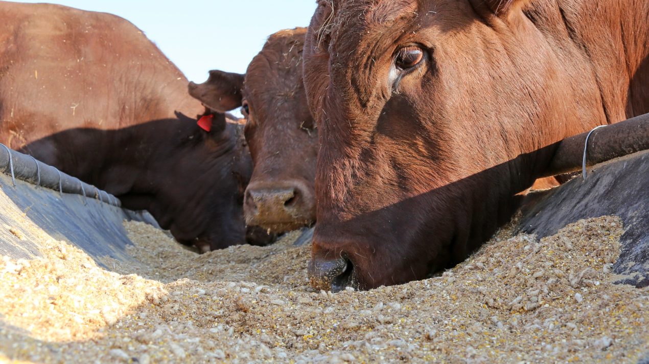 Livestock feed prices respond to the pressure of rising commodity markets