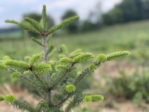 Wisconsin Trees In High Demand