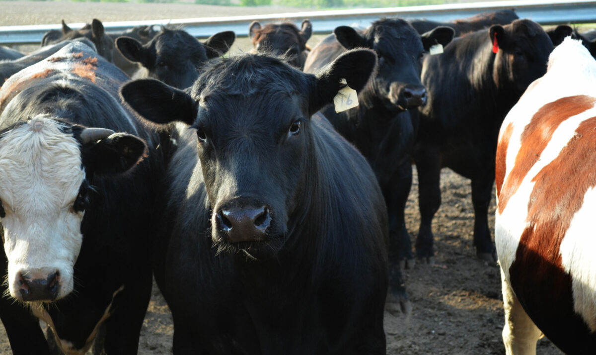 Cattle Markets Continue Higher