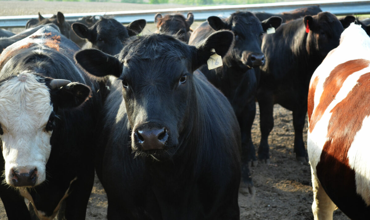 Feedlot Inventory Up Slightly