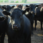 U.S. Beef Cow Harvest Up… But Not Here