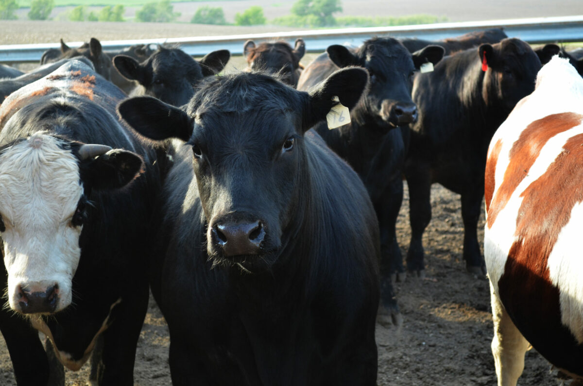 Tighter Beef Supplies Higher Retail Prices MidWest Farm Report