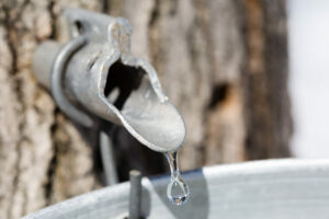 Maple Syrup Producers Getting Together Soon