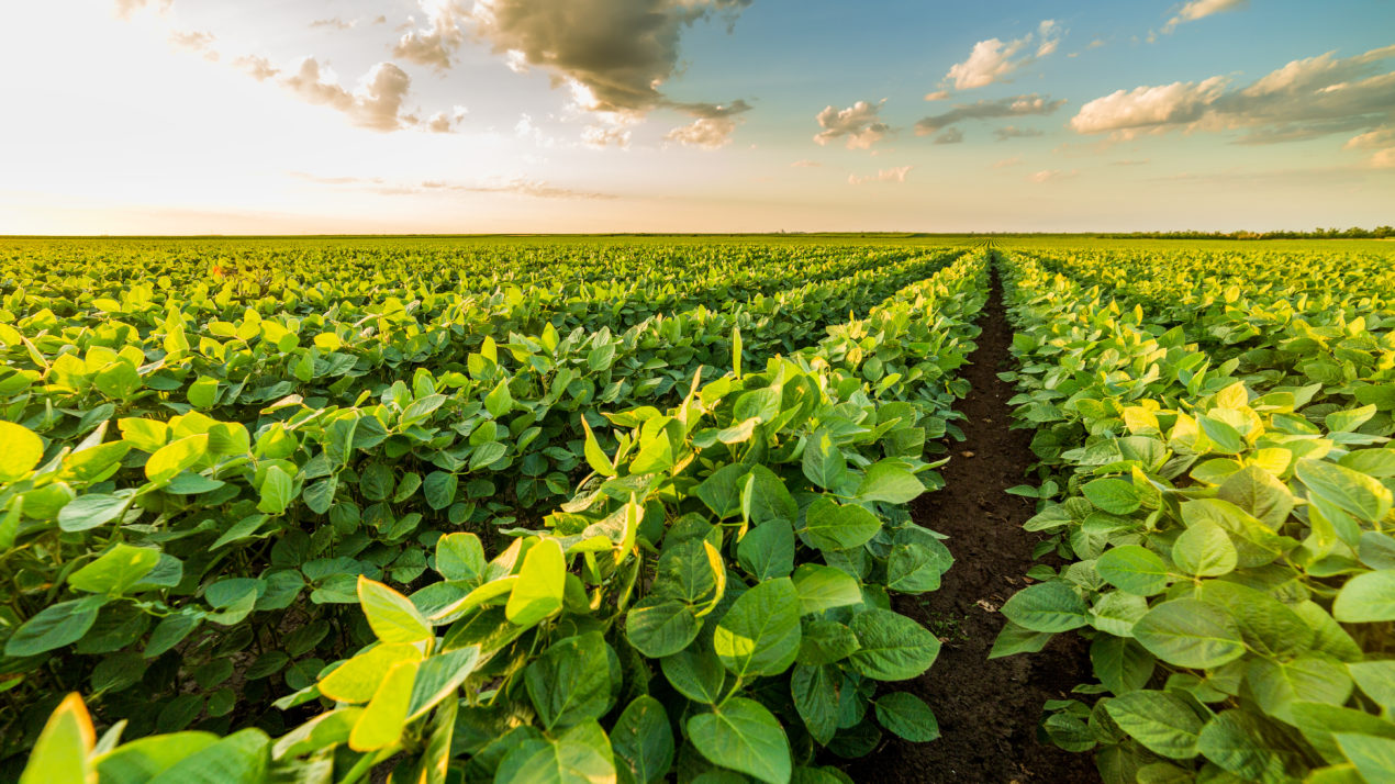 Crops Slowly Respond To Weather Change