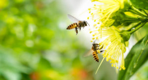 Designating Pollinator Awareness Month