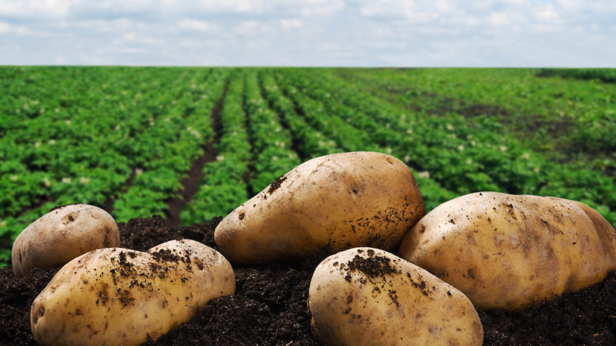 All Are Welcome At Potato Field Day
