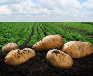 Potato Industry Elects New Leaders