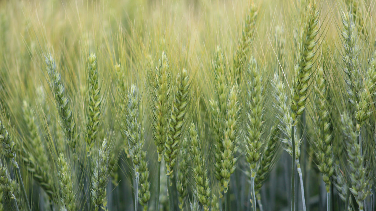State Winter Wheat Forecast Up