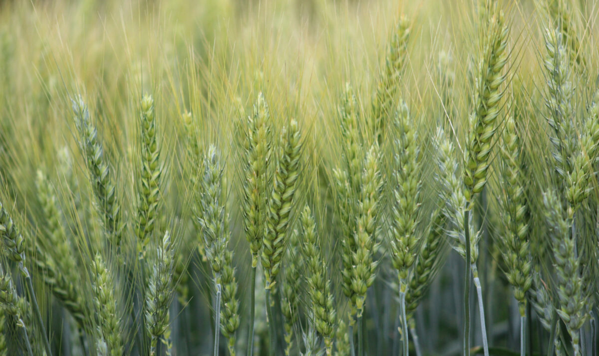 Winter Wheat Production Climbs 113%