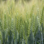 Winter Wheat Starting to ripen