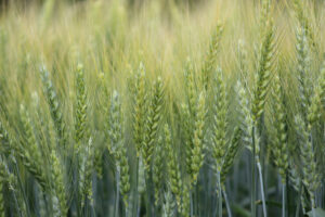 Winter Wheat Production Climbs 113%