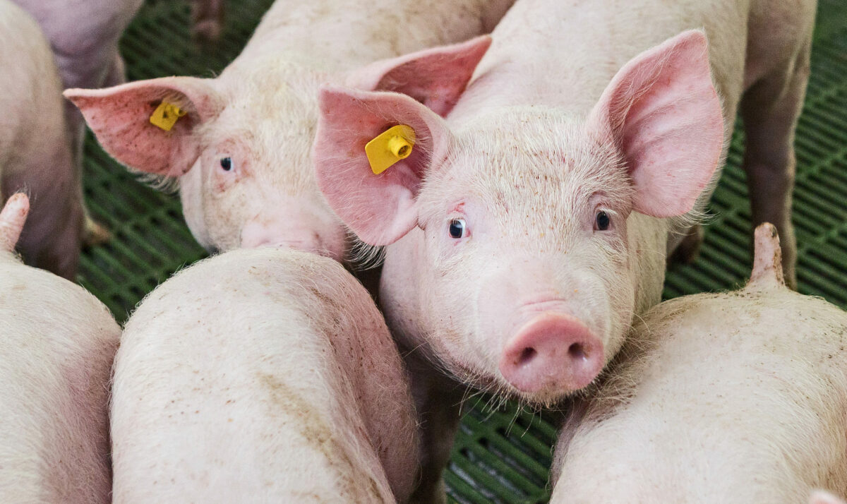 Pork Exports May Increase