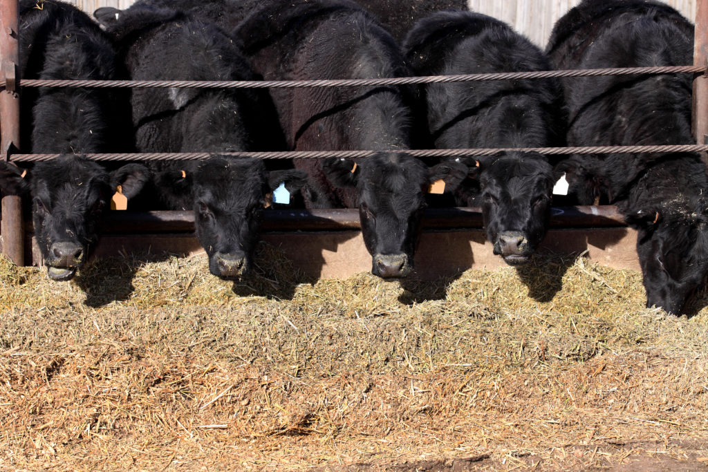 Beef Markets Struggle, Exports Up MidWest Farm Report