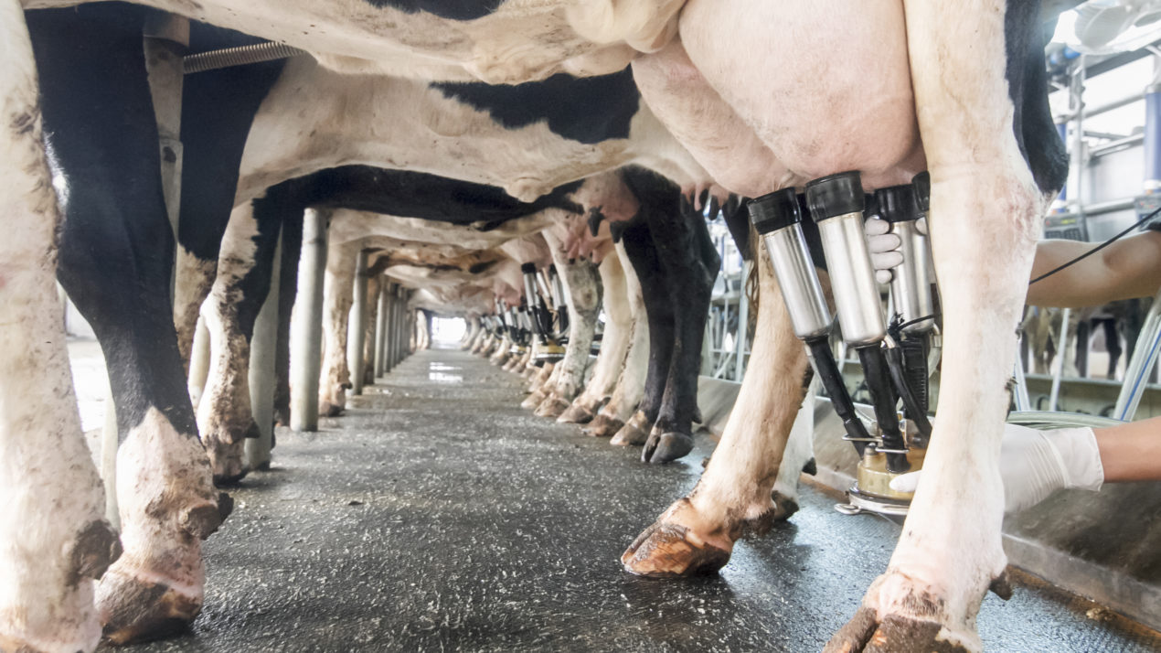 November Milk Production Up From 2020