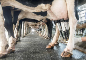 Slow Exports Hold Dairy Back
