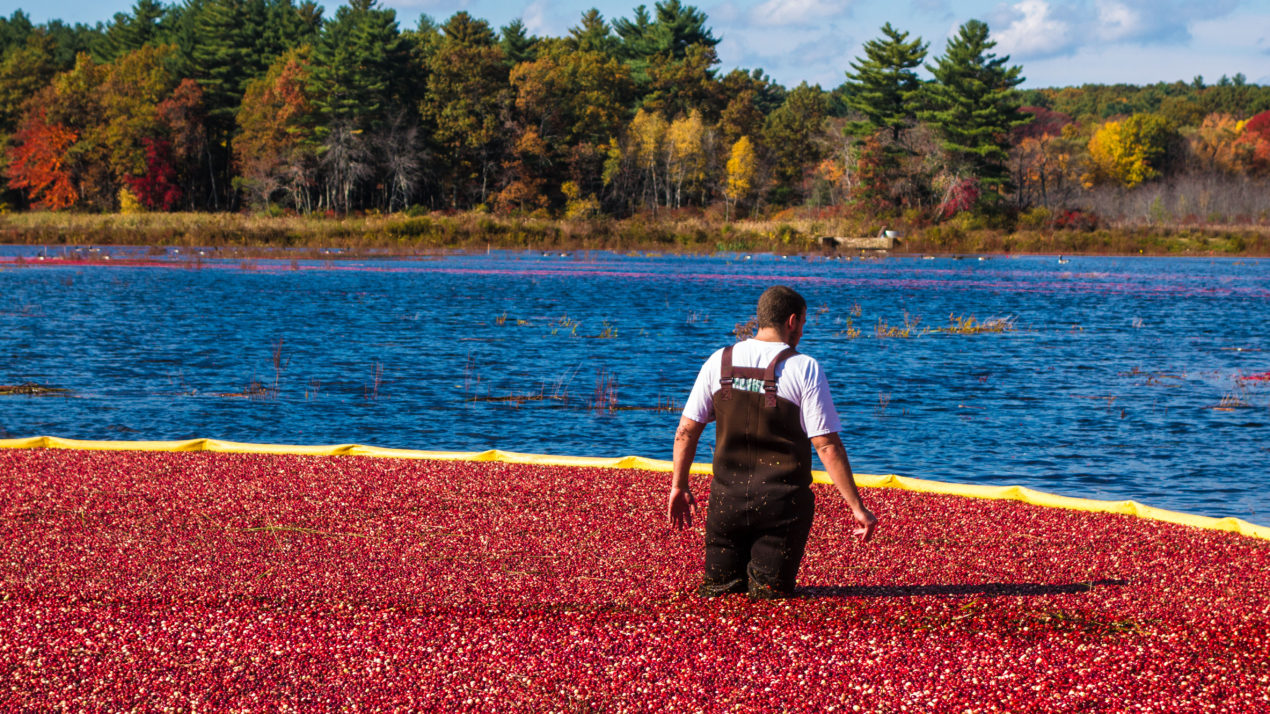 Cranberry Growers Receive Workforce Grant