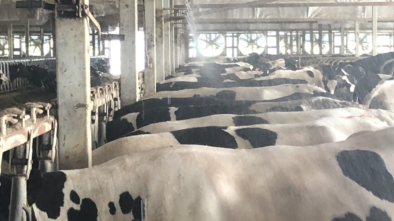 Keeping Cows Cool in the Summer Heat