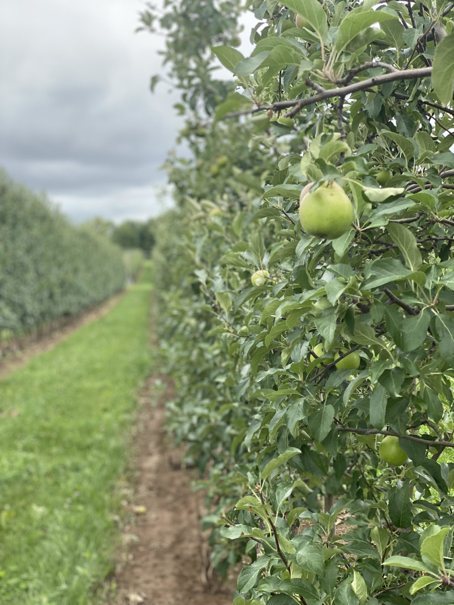 Apple Growers Gather & Learn The Farm
