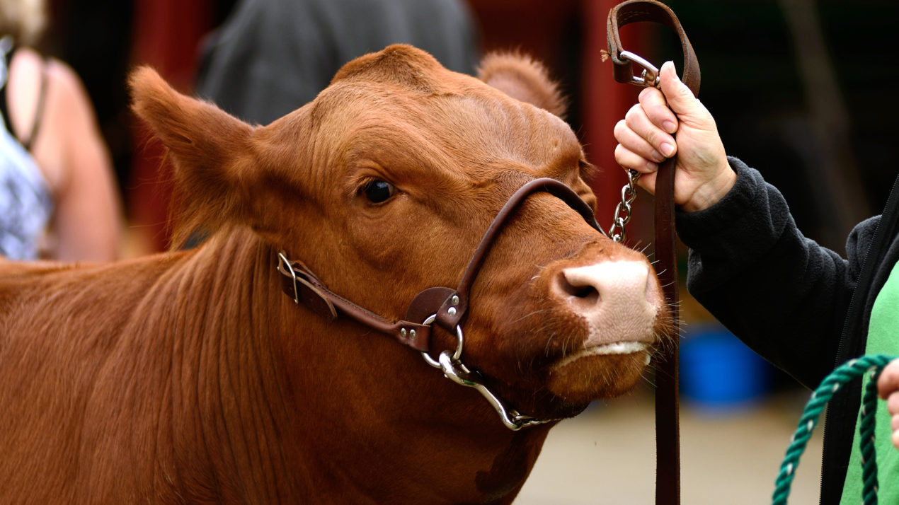 Celebrating Wisconsin 4-H Beef Exhibitors