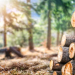 Sustainable Forestry And Silviculture