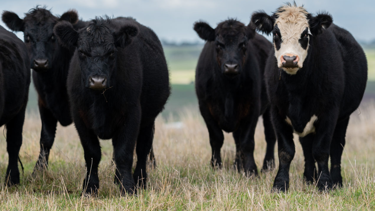 Assistance Provided For Livestock Losses