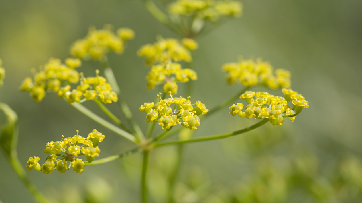 Watch Out For Wild Parsnip!
