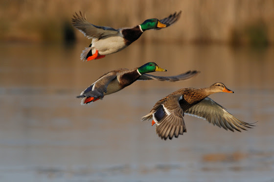 Wisconsin Waterfowl Population Increases