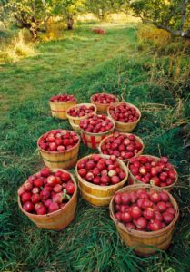 Get Your Apples Before They’re Gone