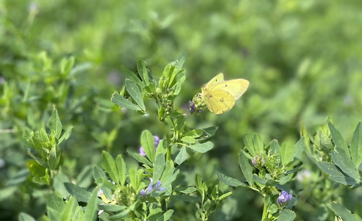 Pretty but Menacing: Little Yellow Butterflies in Alfalfa Fields